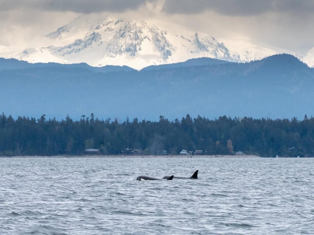 Group of dolphins swimming with dorsal fins visible near a forested shoreline. Snow-cap mountain rises high in the distant background.