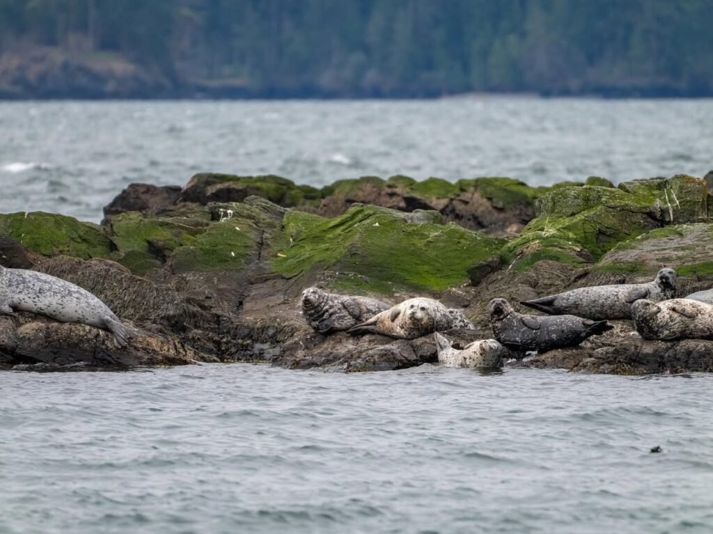 A group of seals resting on mossy rocks in the water near the Pacific Northwest coast.