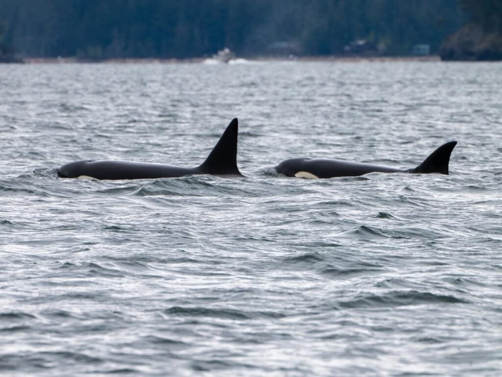 Orcas swimming near the surface of a calm ocean in the Pacific Northwest.