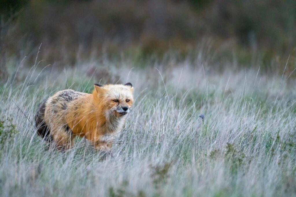 A red fox walks through tall grasses. The landscape provides a natural backdrop.