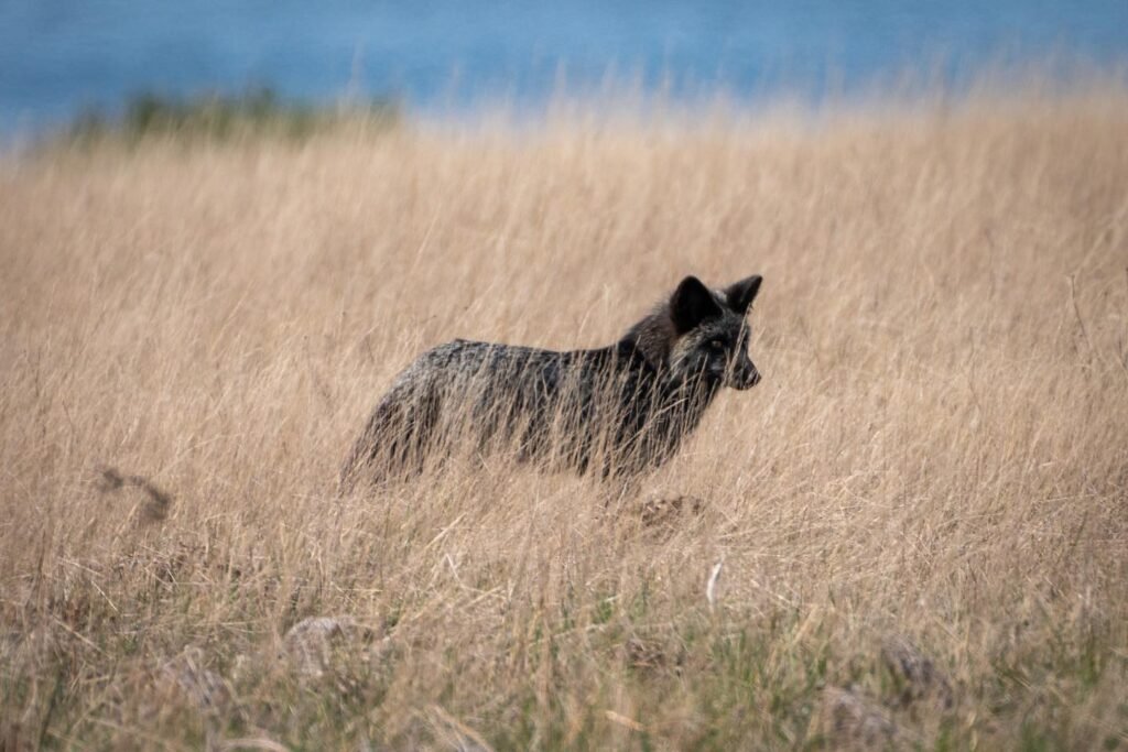 A gray-tailed fox stands among the tall, dry grasses. The animal looks to be blending in with the golden landscape under the blue sky.