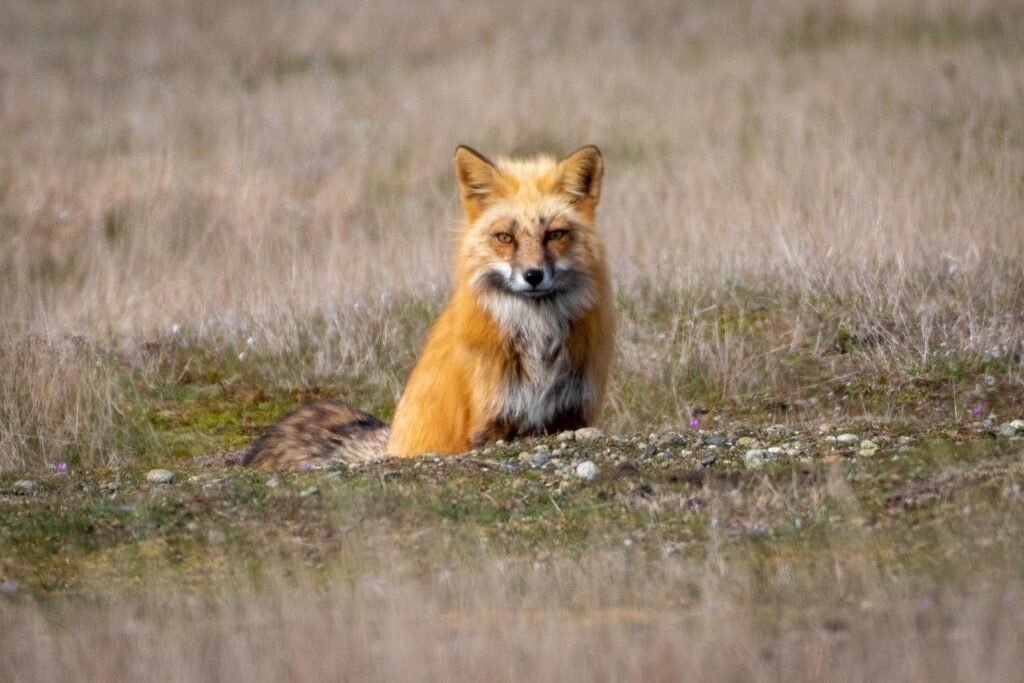 A red fox sits attentively in a field of dry grass with a blurred background.