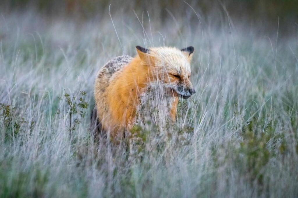 A red fox walks through tall frost-covered grass. The cool tones of the landscape highlight the vivid orange fur.