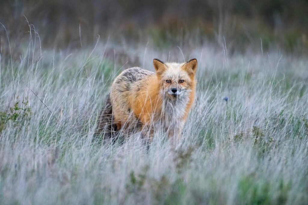 A close-up photo of a golden-colored savannah fox standing in a field of tall, dry grass.