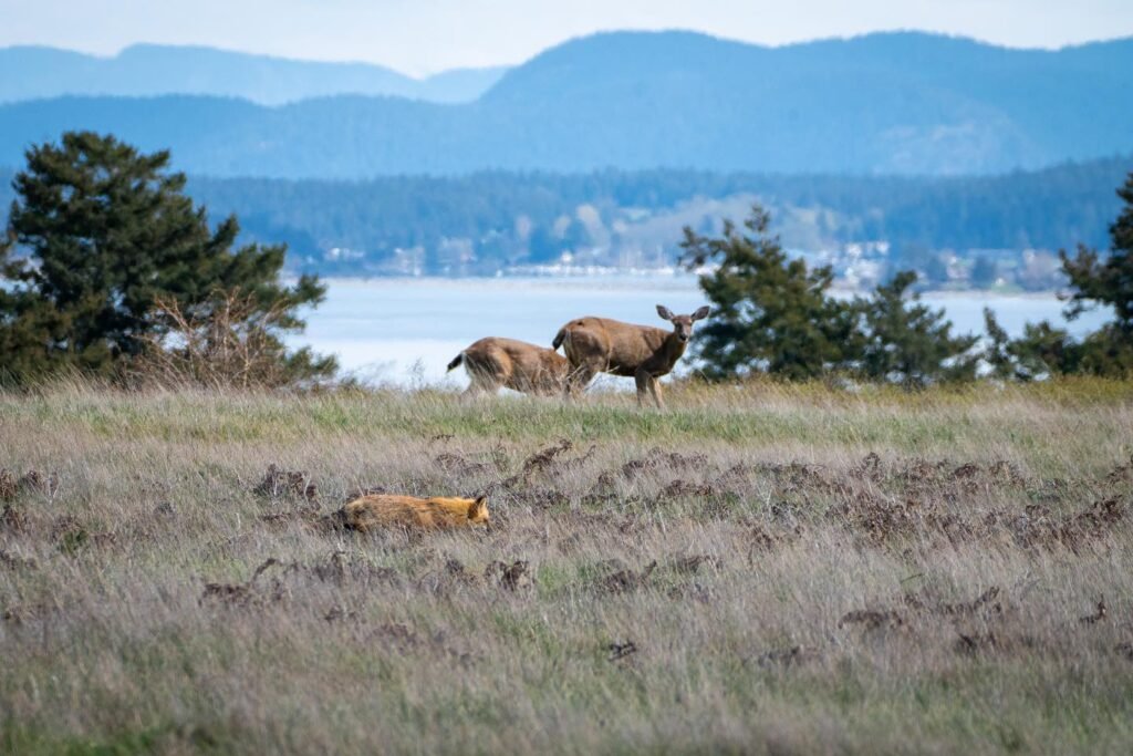 A small group of elk stand in a dry grassy field with snow-capped mountains visible in the hazy distance.