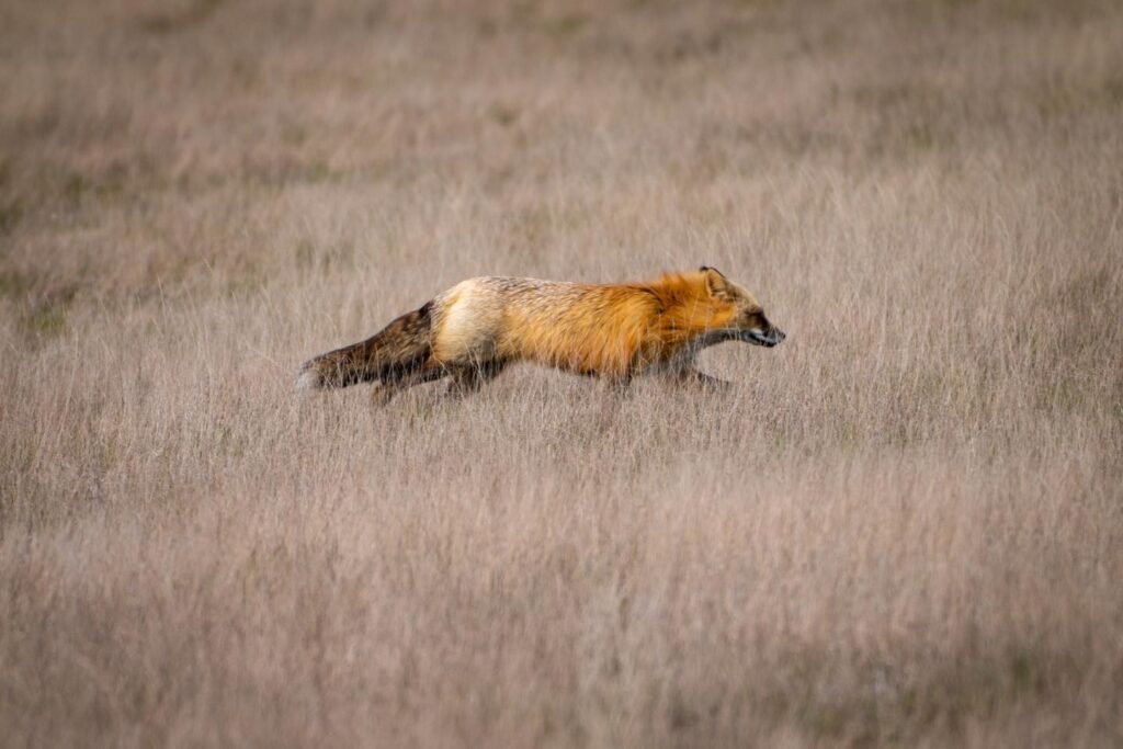 A red fox runs gracefully through a field of dry, golden-brown prairie grasses.