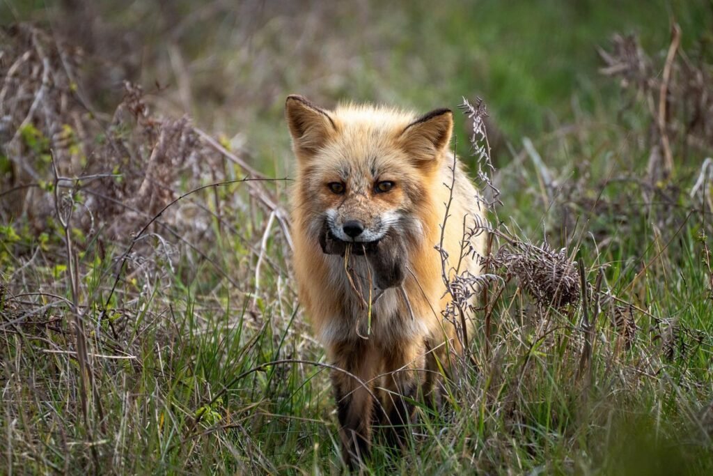 A red fox holding grass in its mouth, standing in a field of dry vegetation.