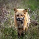 A red fox holding grass in its mouth, standing in a field of dry vegetation.