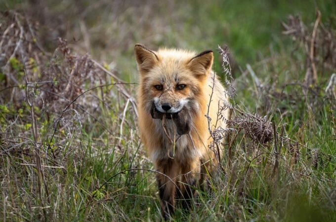 A red fox holding grass in its mouth, standing in a field of dry vegetation.