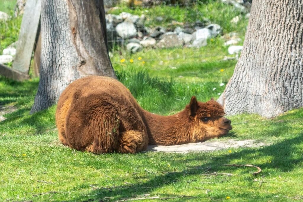 A fluffy brown dog rests peacefully on a patch of green grass beneath the shade of large trees.