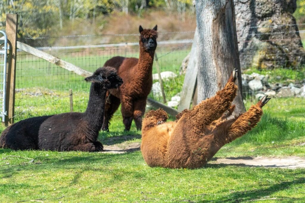 Alpacas relaxing on a sunny afternoon in a pasture. A group of alpacas is seen resting and interacting in a grassy enclosure with a wooden fence in the background.