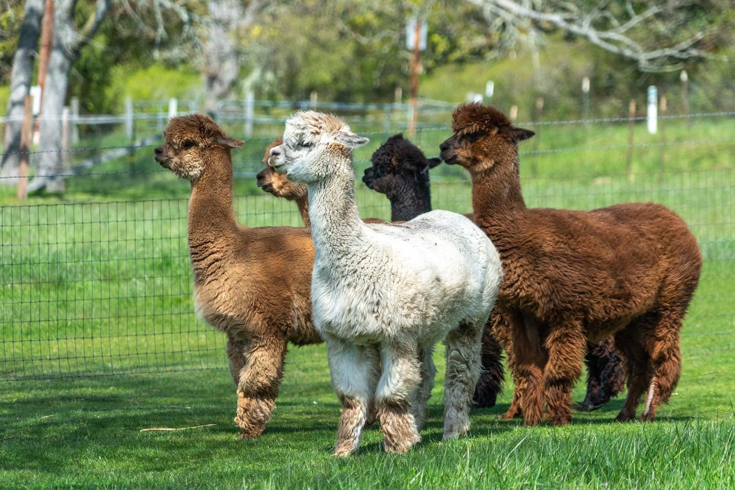 Krystal Acres Alpaca Farm A group of alpacas, various in color, standing in a fenced grassy enclosure. The alpacas appear fluffy and are in a natural, outdoor setting.