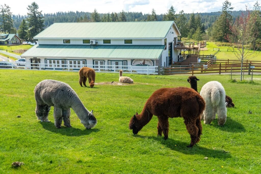 Alpacas graze in a green pasture in front of a white barn with a green roof, while an ostrich rests nearby. Set against a backdrop of Pacific Northwest evergreen trees.