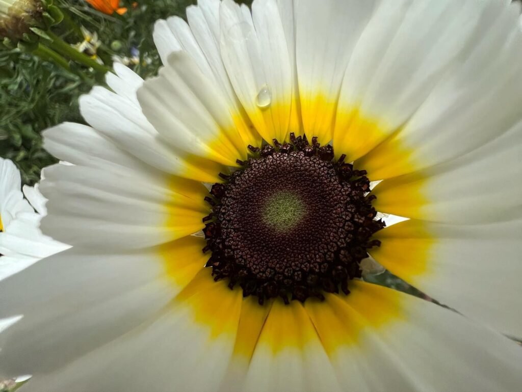 A beautiful close up of a coreopsis flower with white and yellow petals