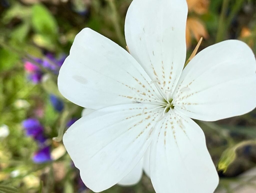 A close-up of a white four-petaled flower with visible stamens. Background features blurred green foliage and purple blossoms.
