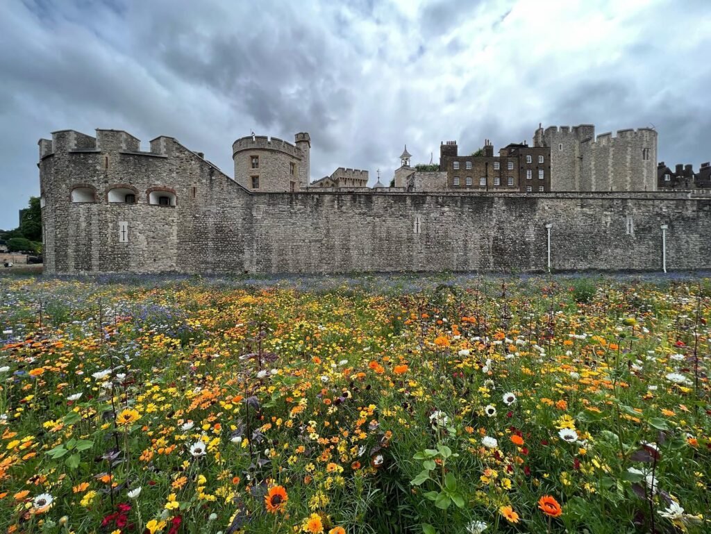 A panoramic view of an ancient stone castle surrounded by vibrant flower fields.