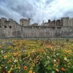 A panoramic view of an ancient stone castle surrounded by vibrant flower fields.
