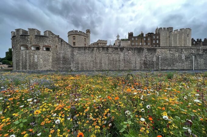 A panoramic view of an ancient stone castle surrounded by vibrant flower fields.
