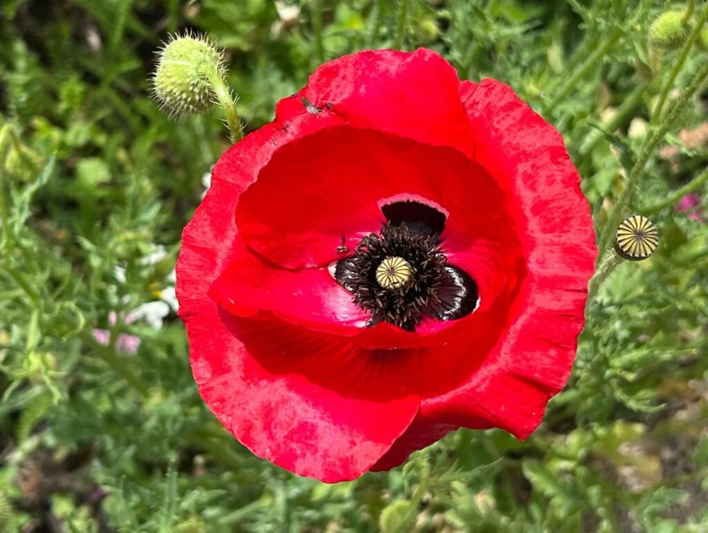A striking red poppy in bloom with a detailed center, surrounded by green foliage and another close-up view of the flower.