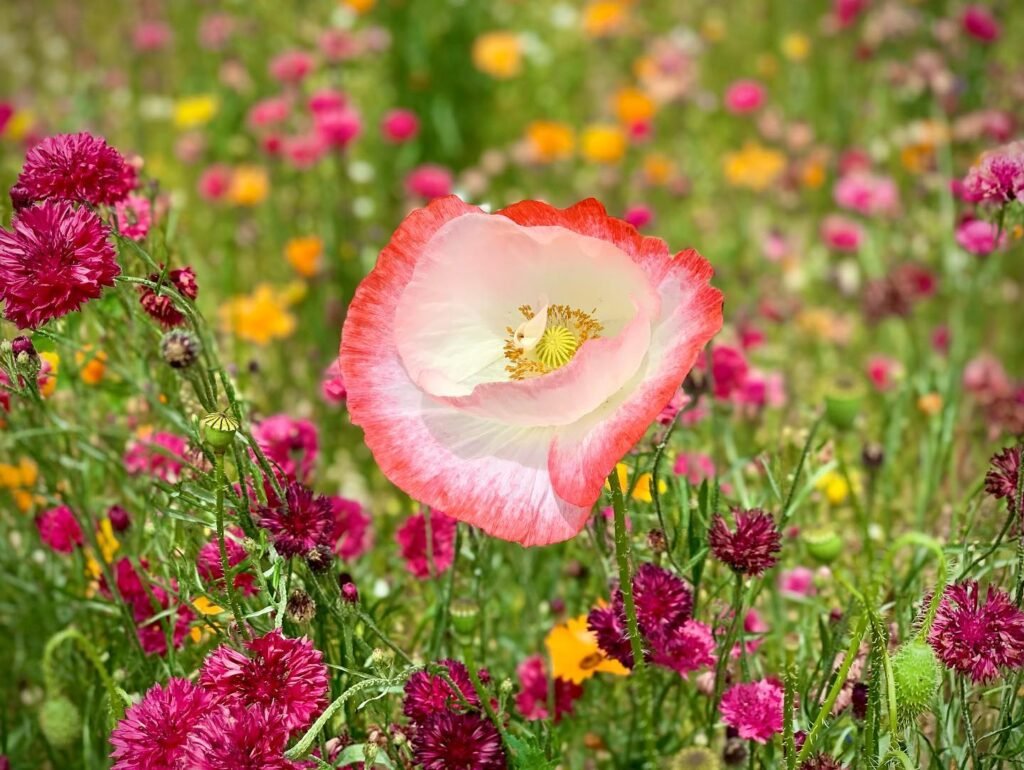 Close-up of a pink poppy surrounded by a colorful field of wildflowers including red blooms and yellow accents.