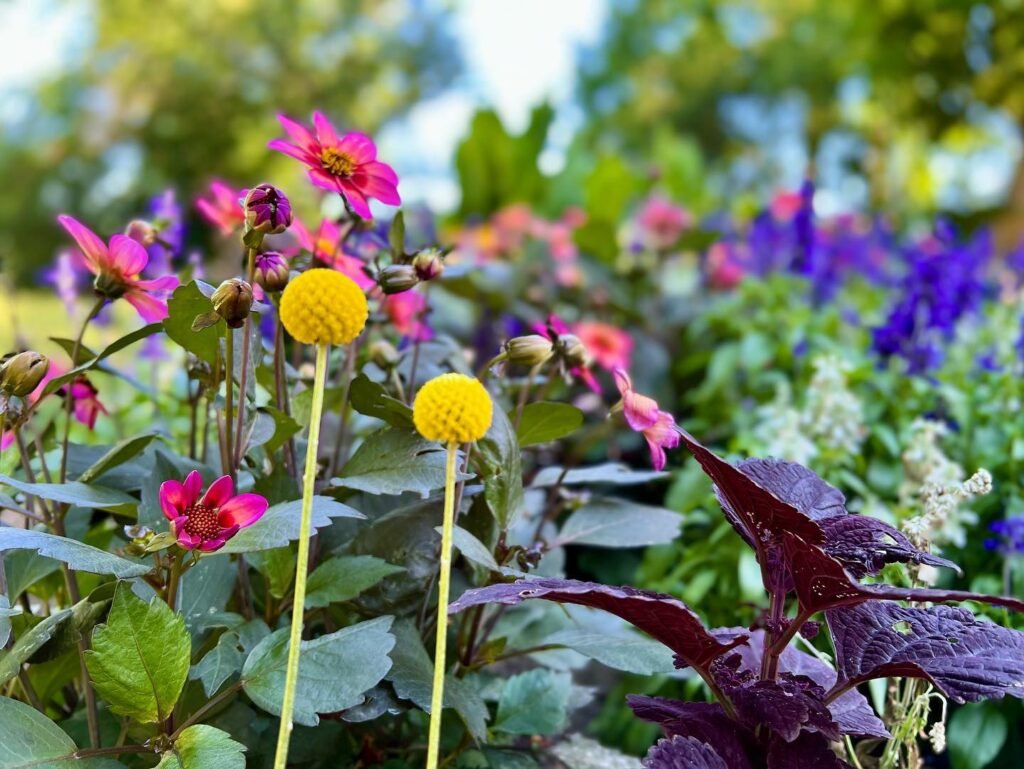A vibrant garden bed featuring pink zinnias, yellow globe amaranth, and purple foliage with a softly blurred background.