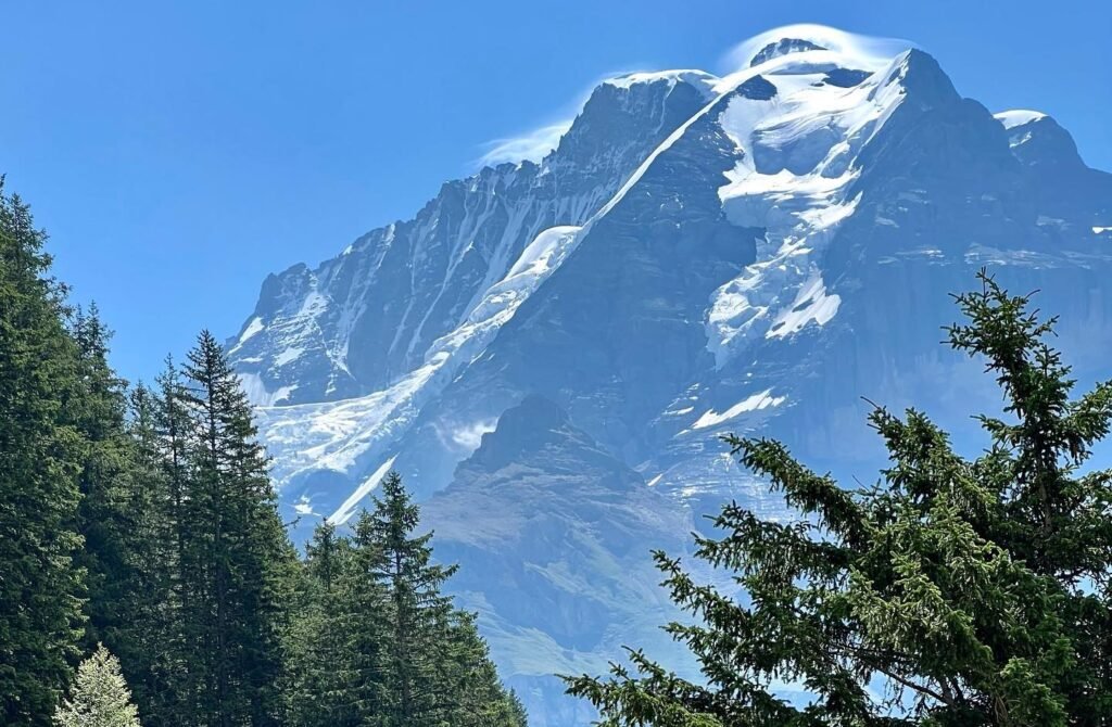 View of a rugged mountain range with snow-covered peaks overlooked by tall evergreen trees under a blue sky.