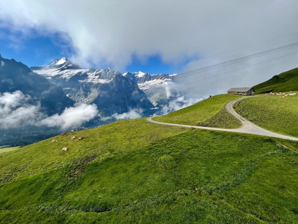 A scenic view of vibrant green mountain meadows with a winding path, set against a backdrop of majestic snow-capped peaks.