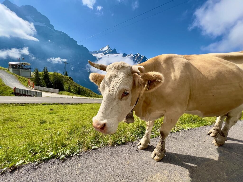 A light-colored cow walks along a paved road surrounded by green meadows and towering snowy mountain peaks under a blue sky.