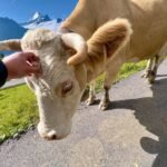 A light brown cow on an alpine road with snow-capped mountains in the background.