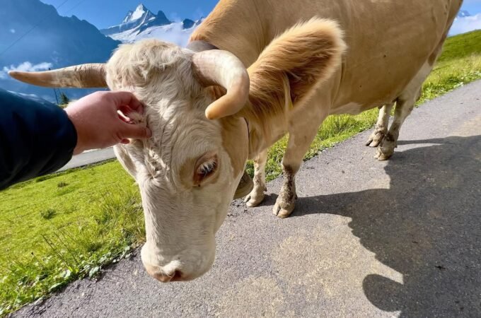 A light brown cow on an alpine road with snow-capped mountains in the background.