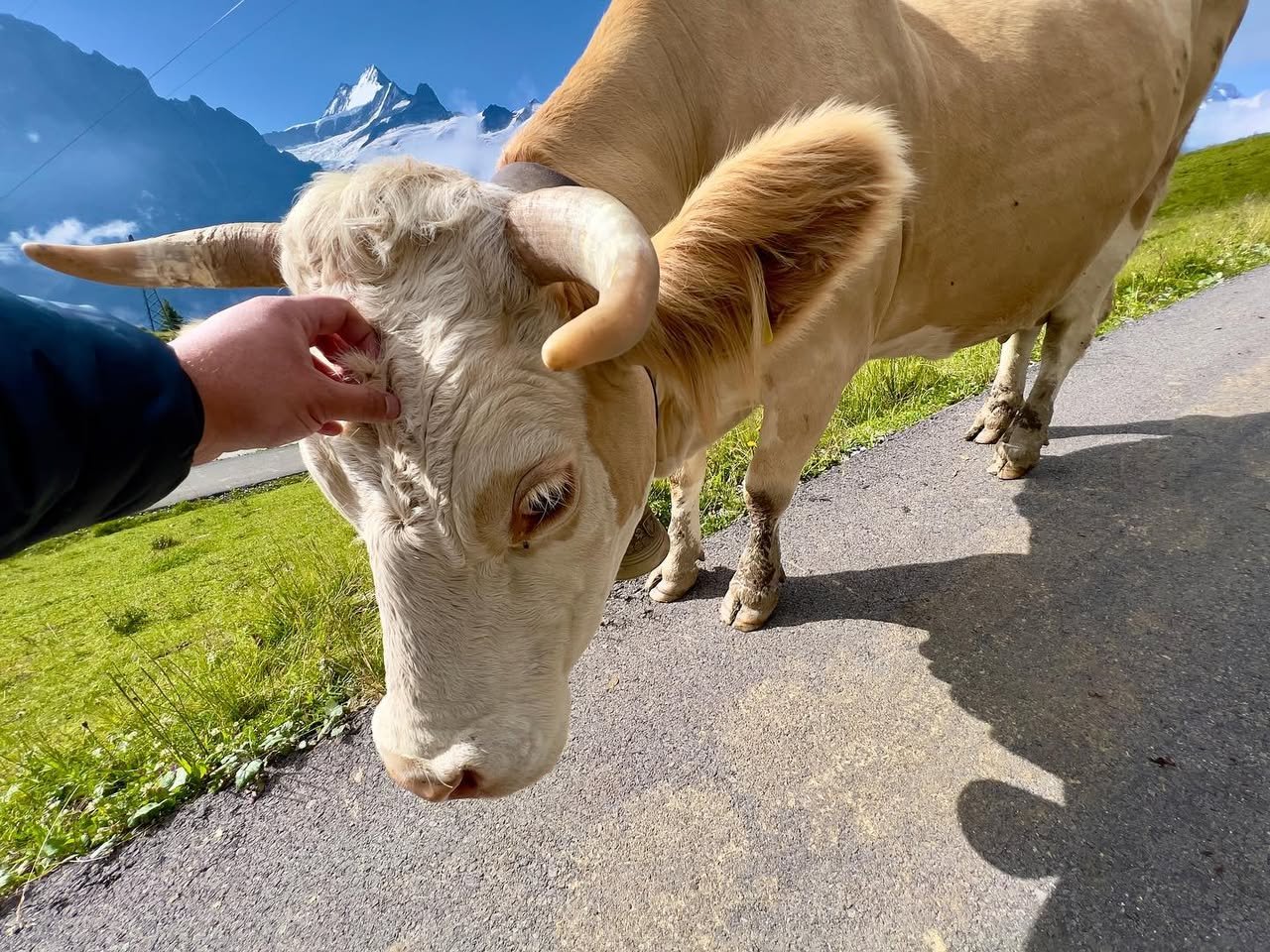 Swiss Cows A light brown cow on an alpine road with snow-capped mountains in the background.