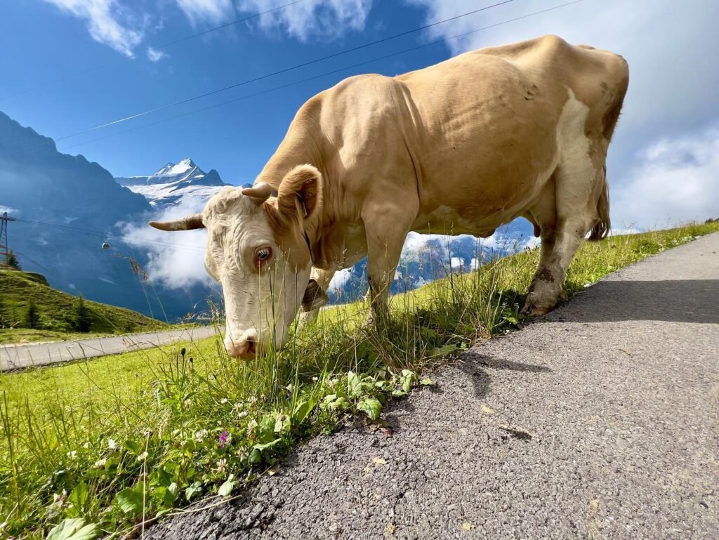 A light brown cow grazes on a grassy roadside with snow-capped mountains in the background.