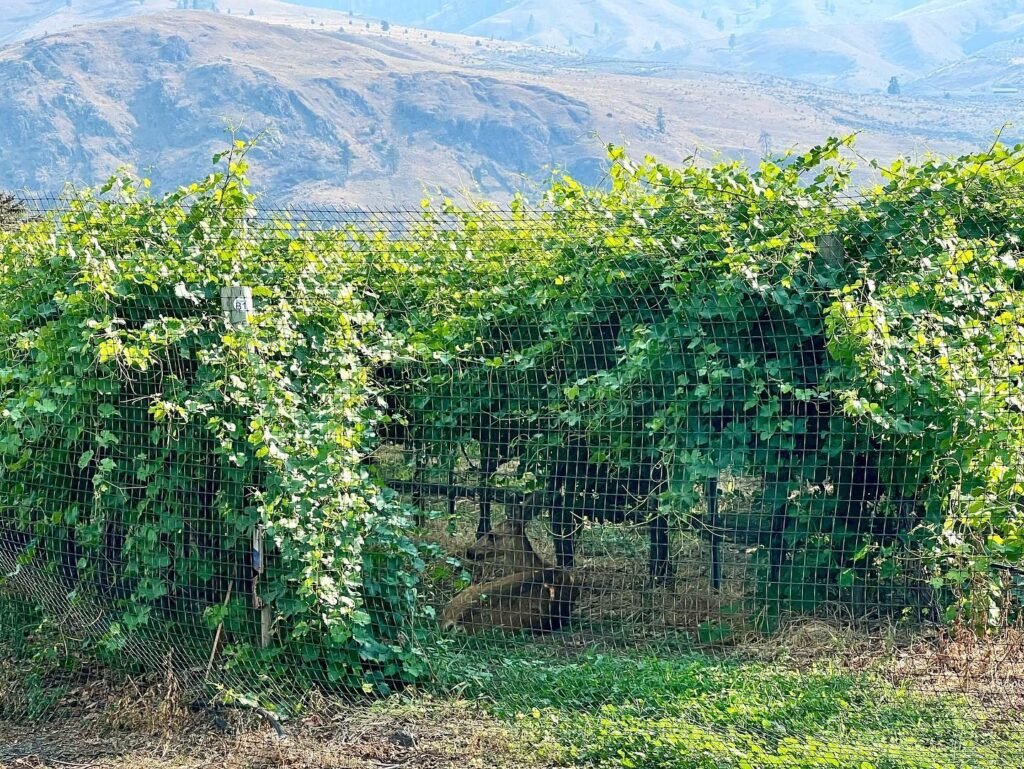 Rows of green grapevines on trellises set against a scenic mountain landscape.