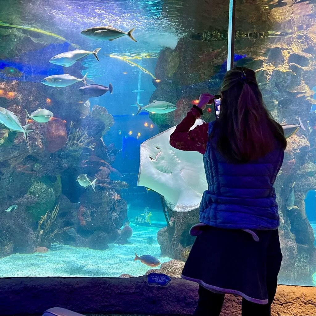 A person takes a photo of an aquarium tank featuring fish and a manta ray.
