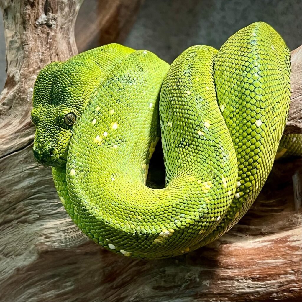 Close-up detailed view of a bright green snake coiled on a wooden branch.
