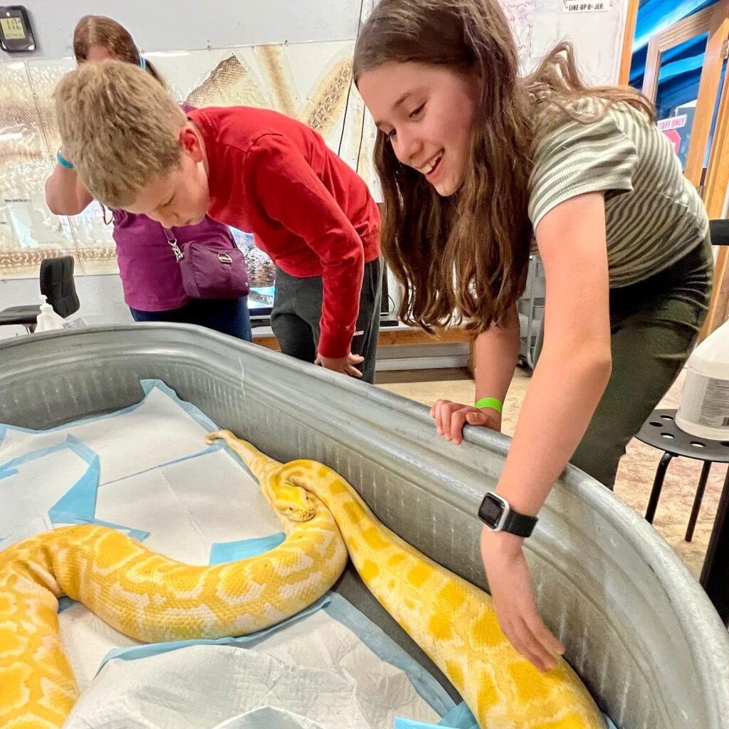 Groups of kids interacting with a large yellow snake in an exhibit container at an educational facility.