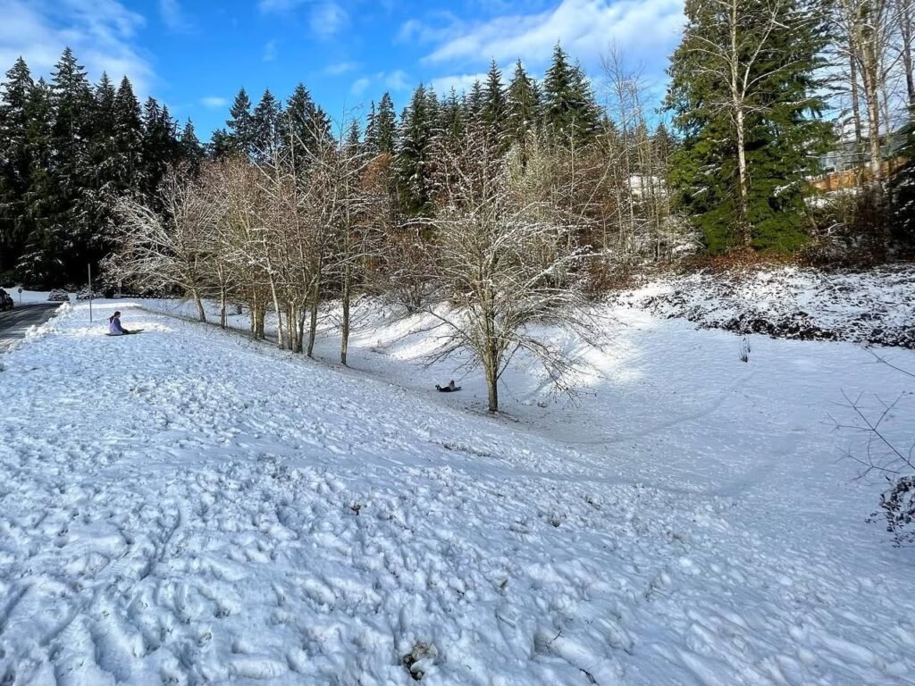 A snowy landscape with bare trees and evergreens under a bright blue sky. The ground is covered in a fresh layer of snow, creating a serene winter scene.