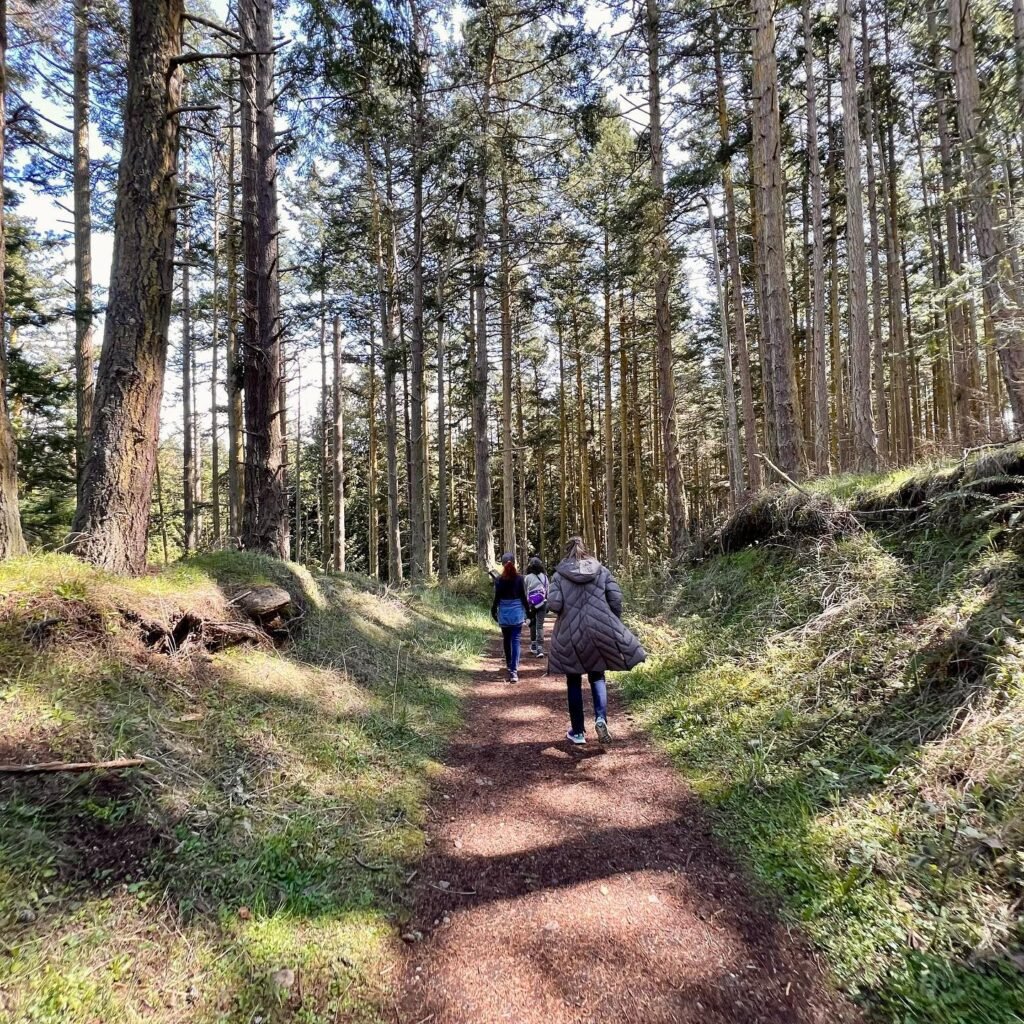 A dirt hiking trail winding through a tall evergreen forest with hikers walking away from the camera.