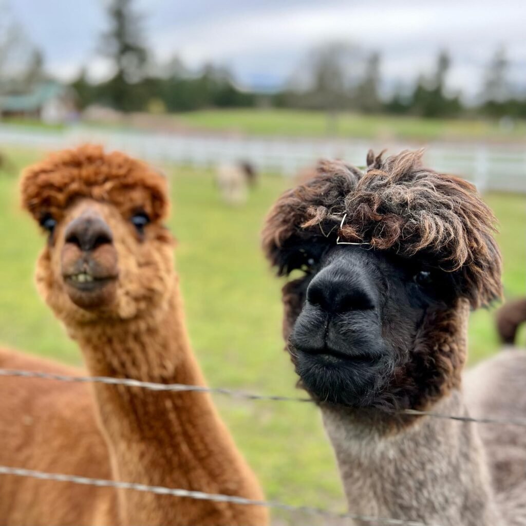 Close-up of fluffy alpacas with distinct fur patterns near a fence.