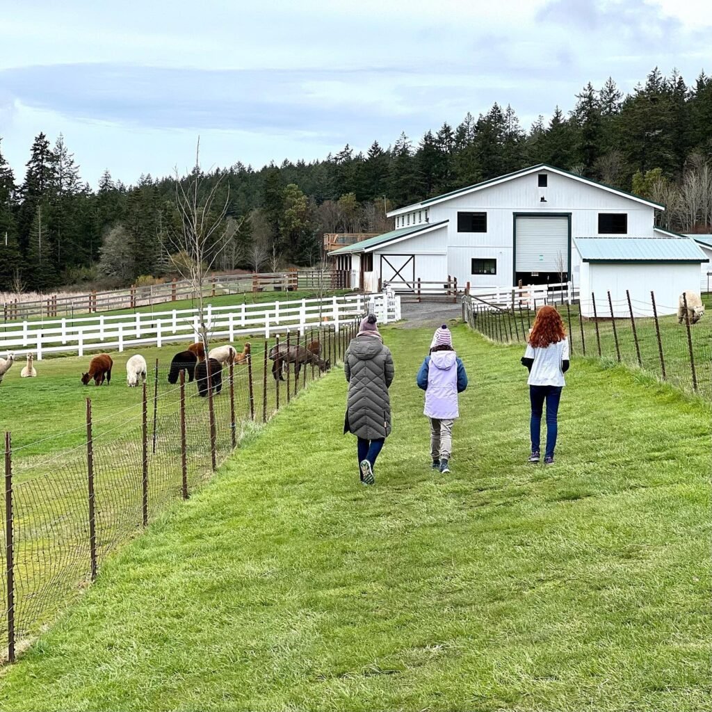 View from the family's daily walk past paddocks of miniature horses to the white barn and surrounding forest.