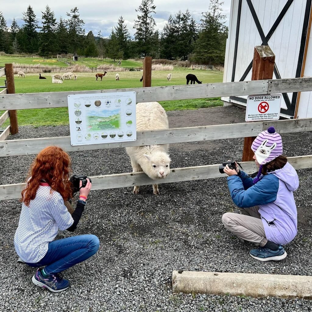 Two individuals squat on gravel, each holding a camera and pointing it at a white goat leaning over a wooden fence. In the background, a grassy field stretches out with scattered grazing animals and trees.