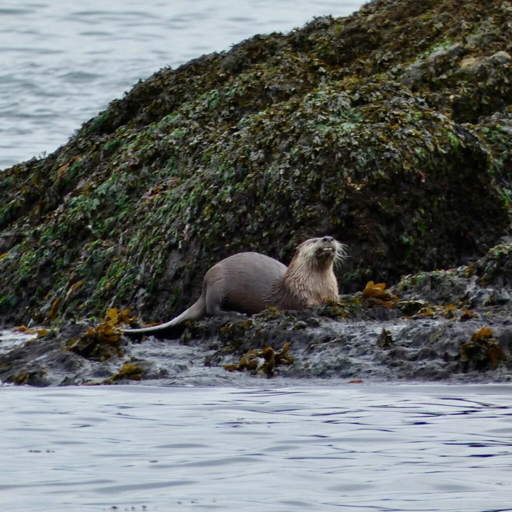 A sea otter is seen resting on a seaweed-covered rock near the water's edge in a close-up view.