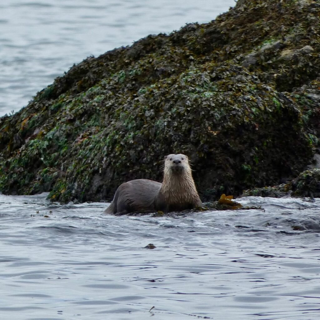 A seal floats peacefully near a rocky, moss-covered coastline in the Pacific Northwest.