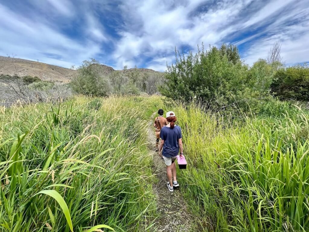 A hike through tall grass and shrubs under a bright blue sky.