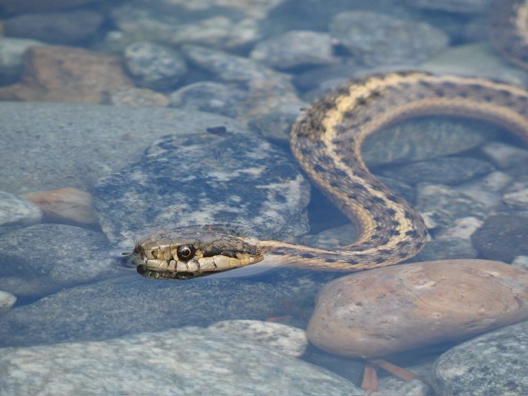 A snake coiled in clear water above a riverbed of smooth stones.