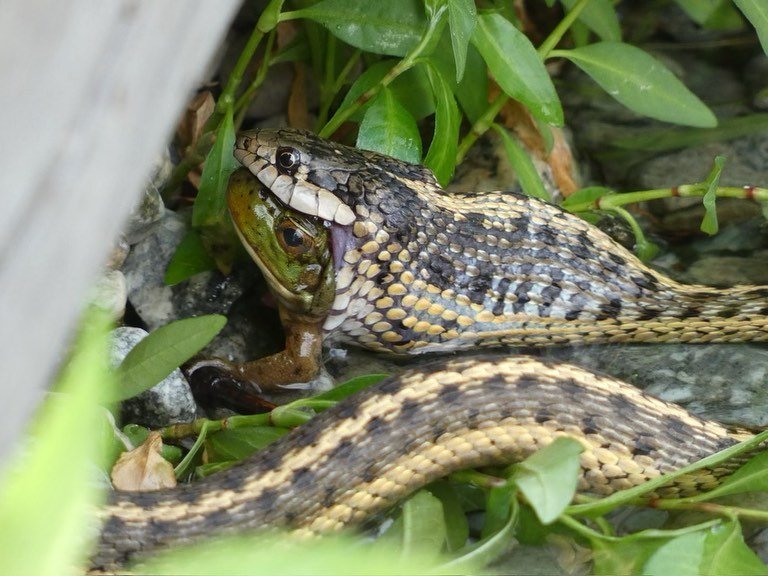 A garter snake is captured in the act of swallowing a small frog near green foliage. The detailed pattern of the snake's scales is visible amidst the garden setting.