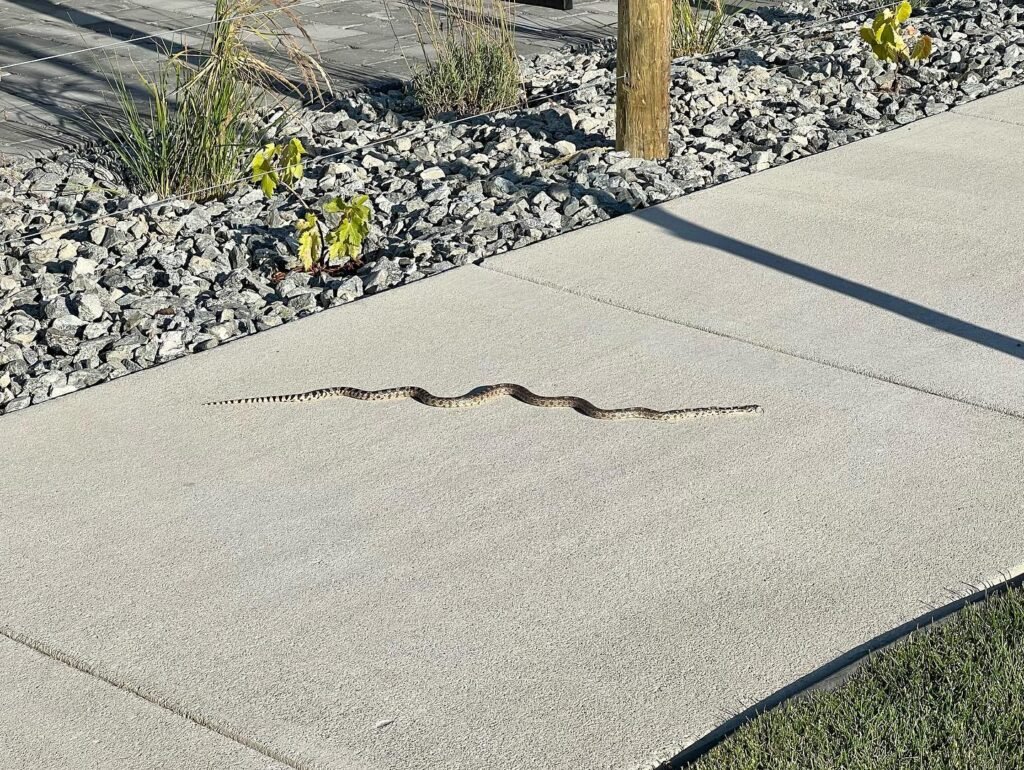 A slender snake slithers across a concrete walkway bordered by gravel and greenery. The sun casts long shadows on the pathway.