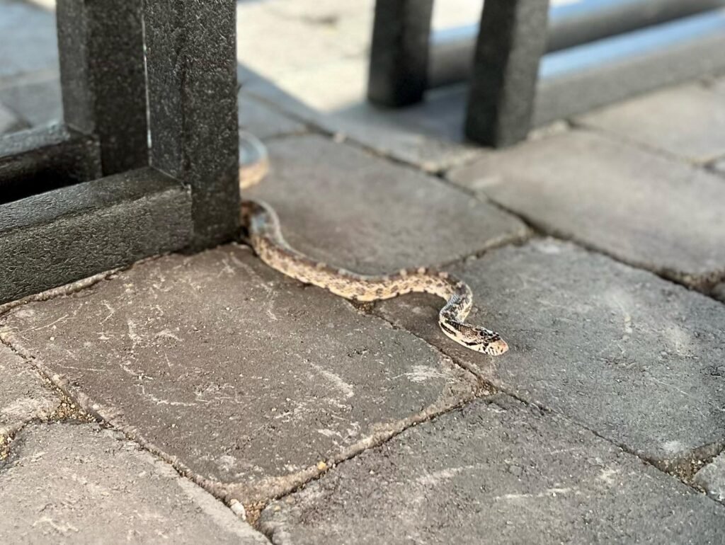 Surprise Snake Guest on the Walkway