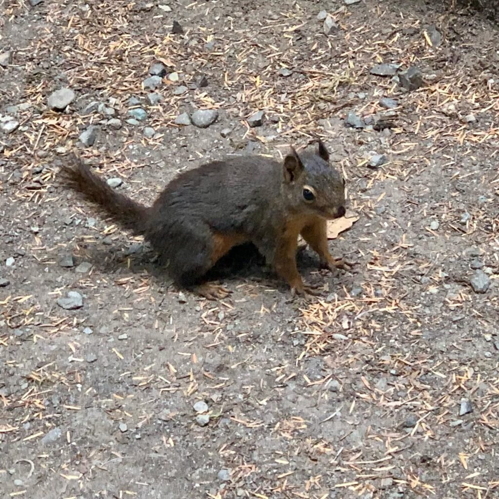 Two wild squirrels foraging on a gravel path scattered with dry leaves and wood chips.