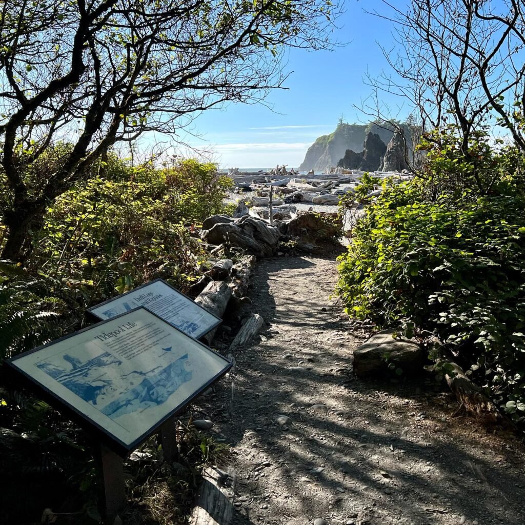 A scenic overlook on the Pacific Rim Trail showcasing the view from Looking Glass Point on a sunny day.